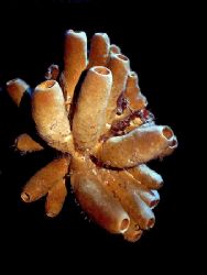 A sponge bouquet ! This photo was taken at Lighthouse Ree... by Steven Anderson 